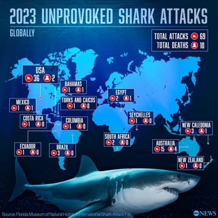 Shark Attacks In Hilton Head 2024: What You Need To Know